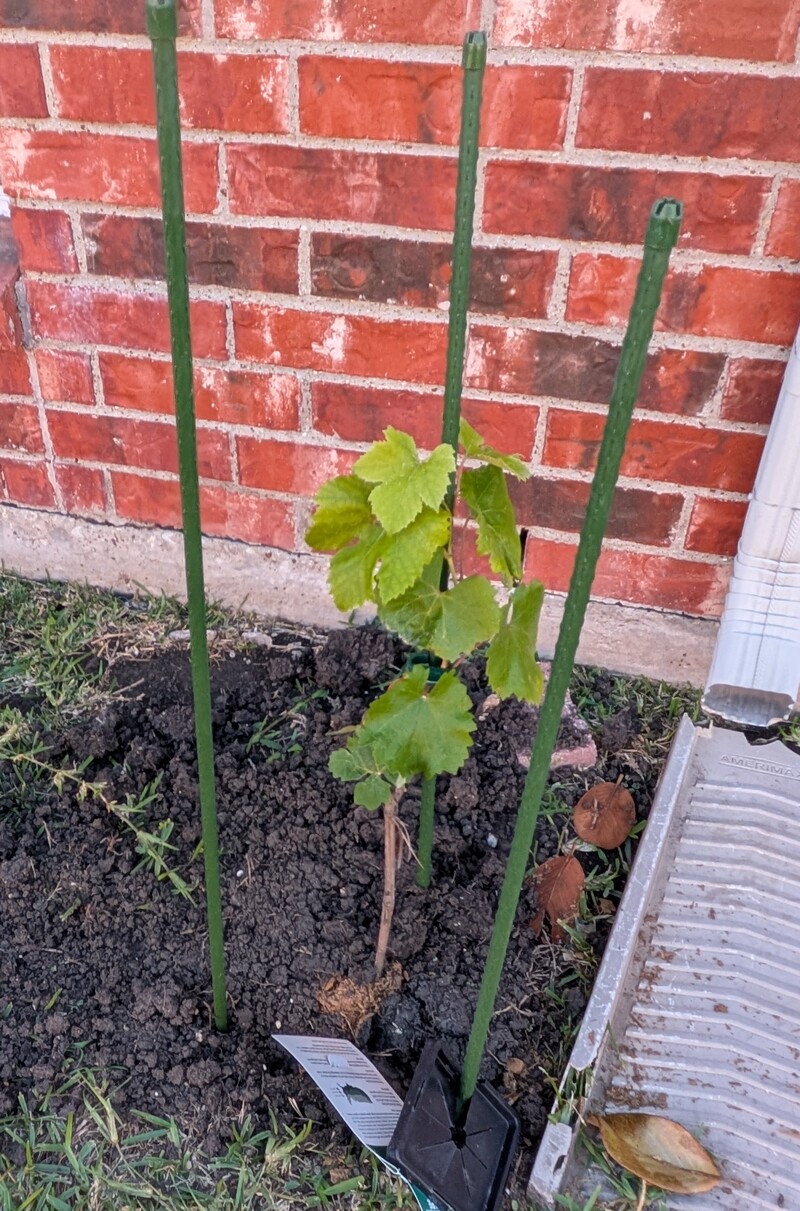 Seedless Marquis Grape plant