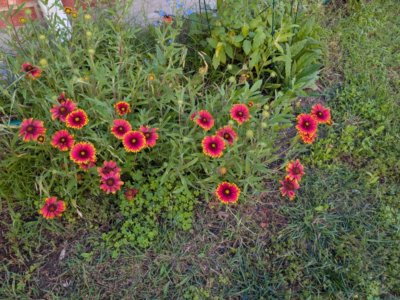 blanket flowers