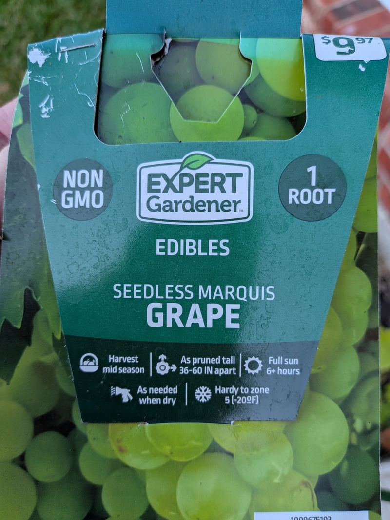 Seedless Marquis Grape plant that I planted.