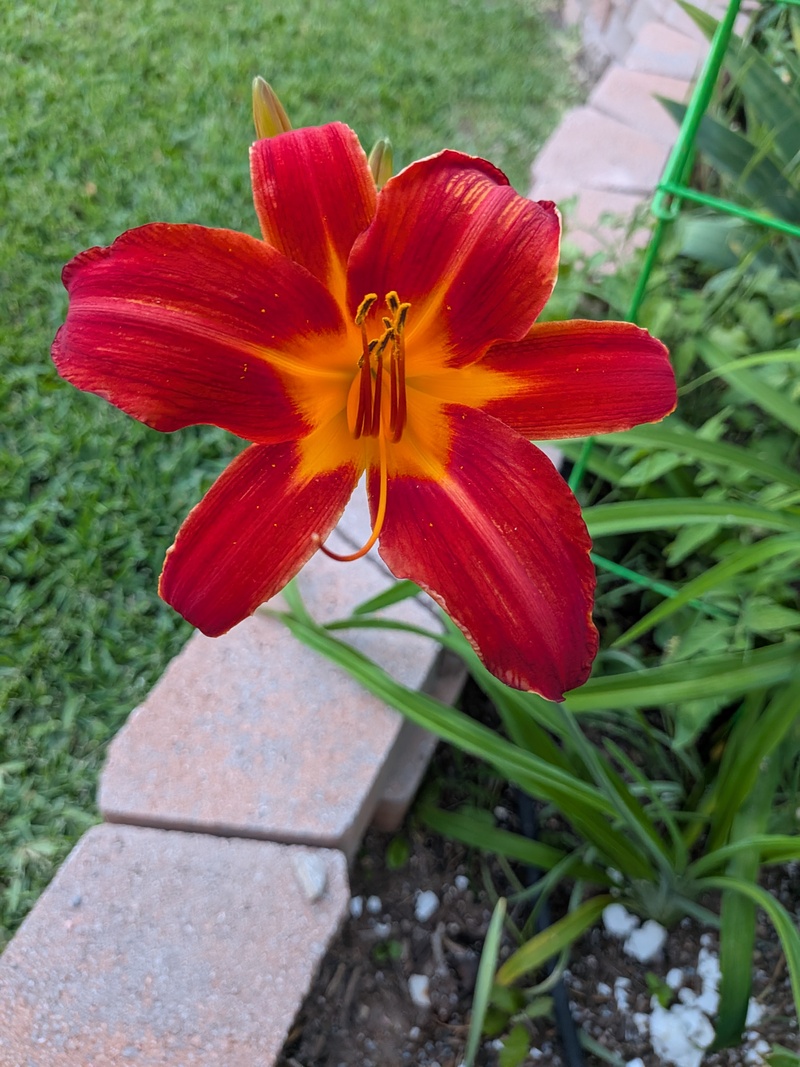Lily