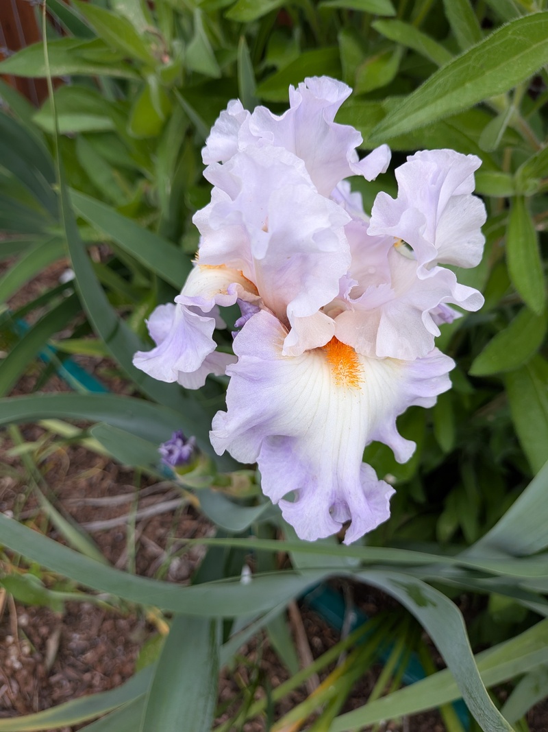 Iris
