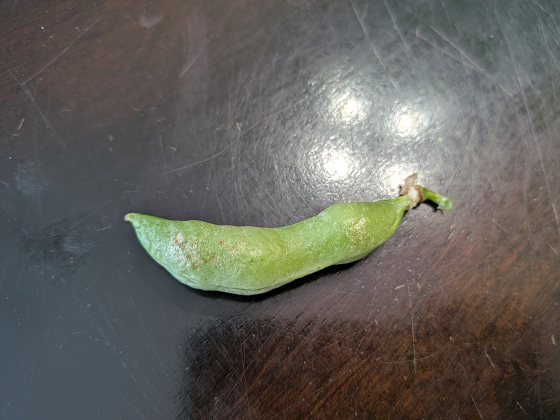 We ate some sugar snap peas from the garden.