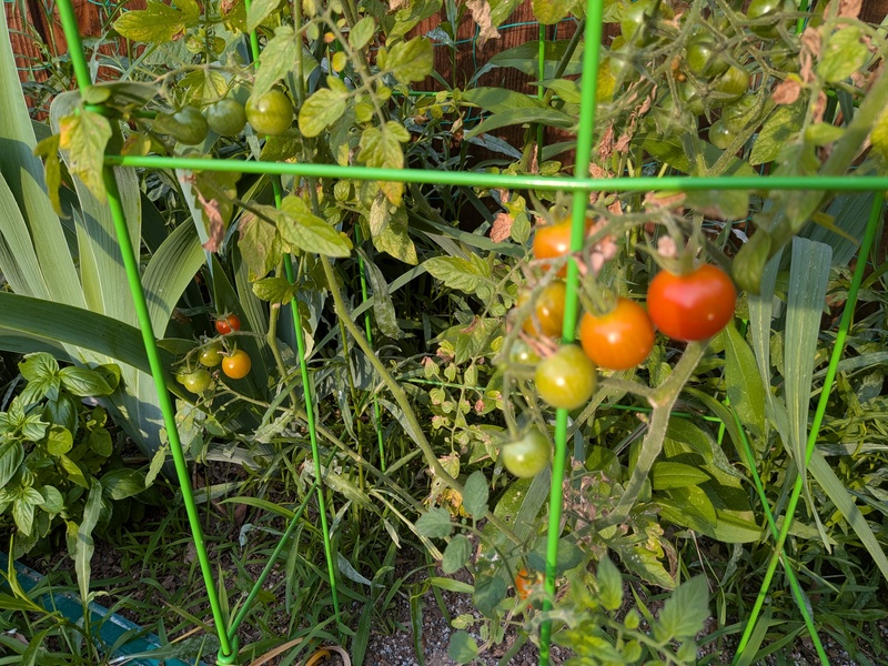 The cherry tomatoes are beginning to ripen, so of course we are some.