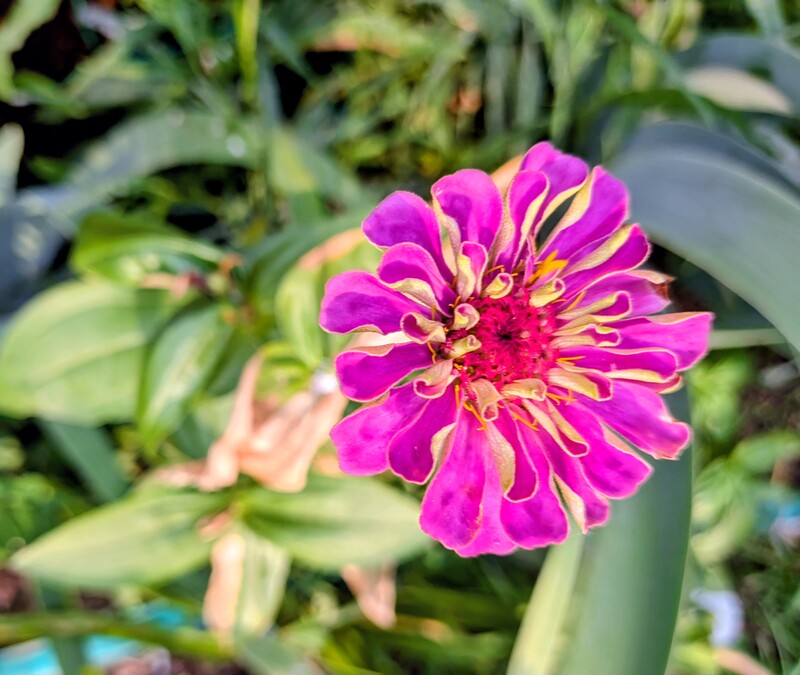 The zinnias are starting to bloom.