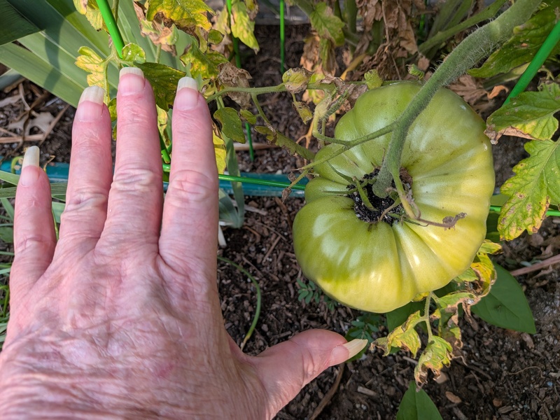 Lois admires her finger nails, with a tomato for scale.