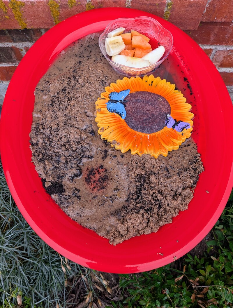 Butterfly pond. Lois has yet to see a butterfly go to it, but it's of flies do. 🤣