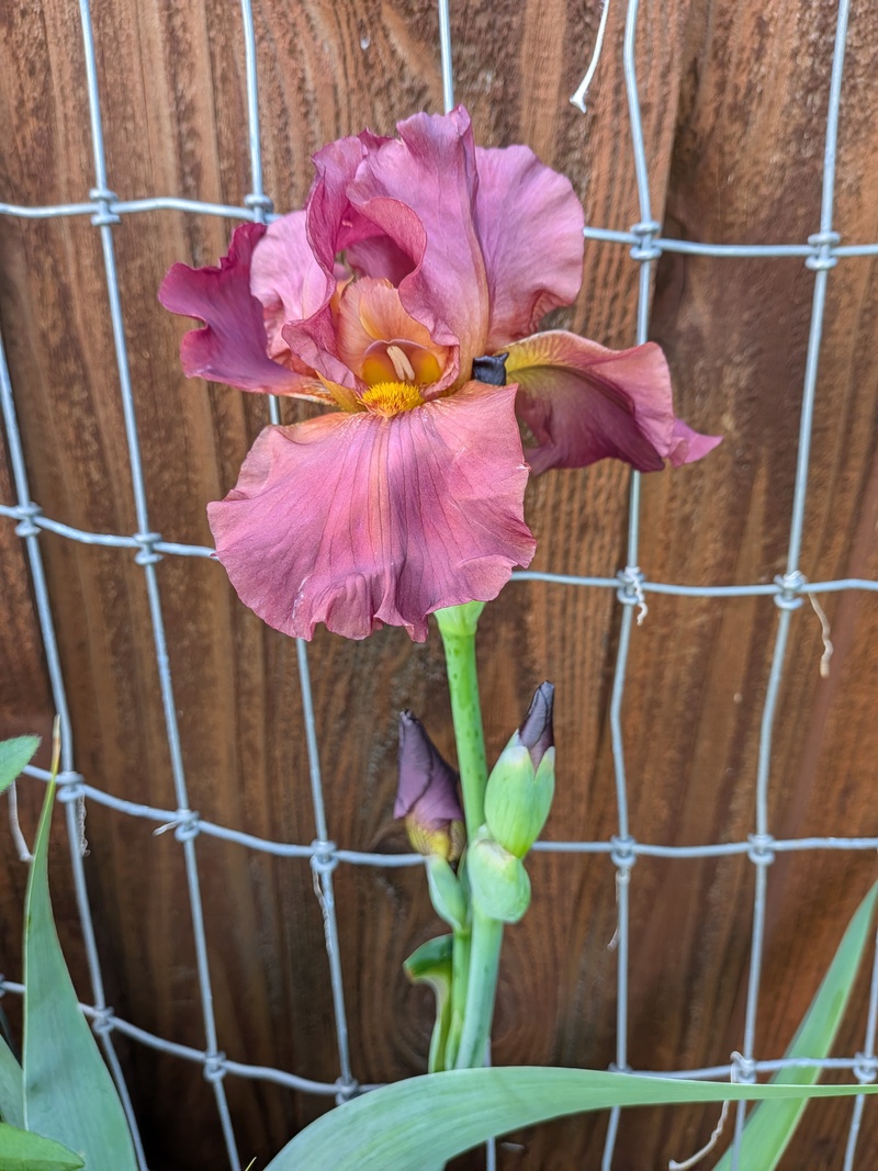 Mauve Iris