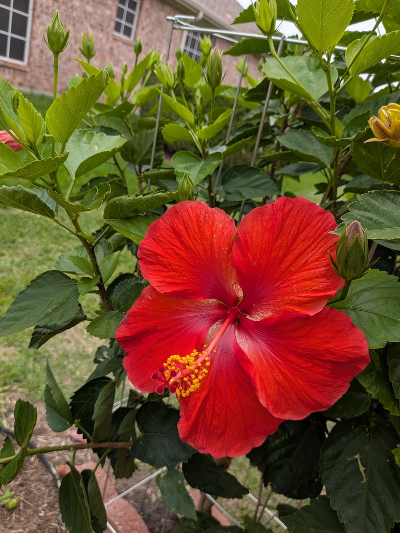 West Hibiscus