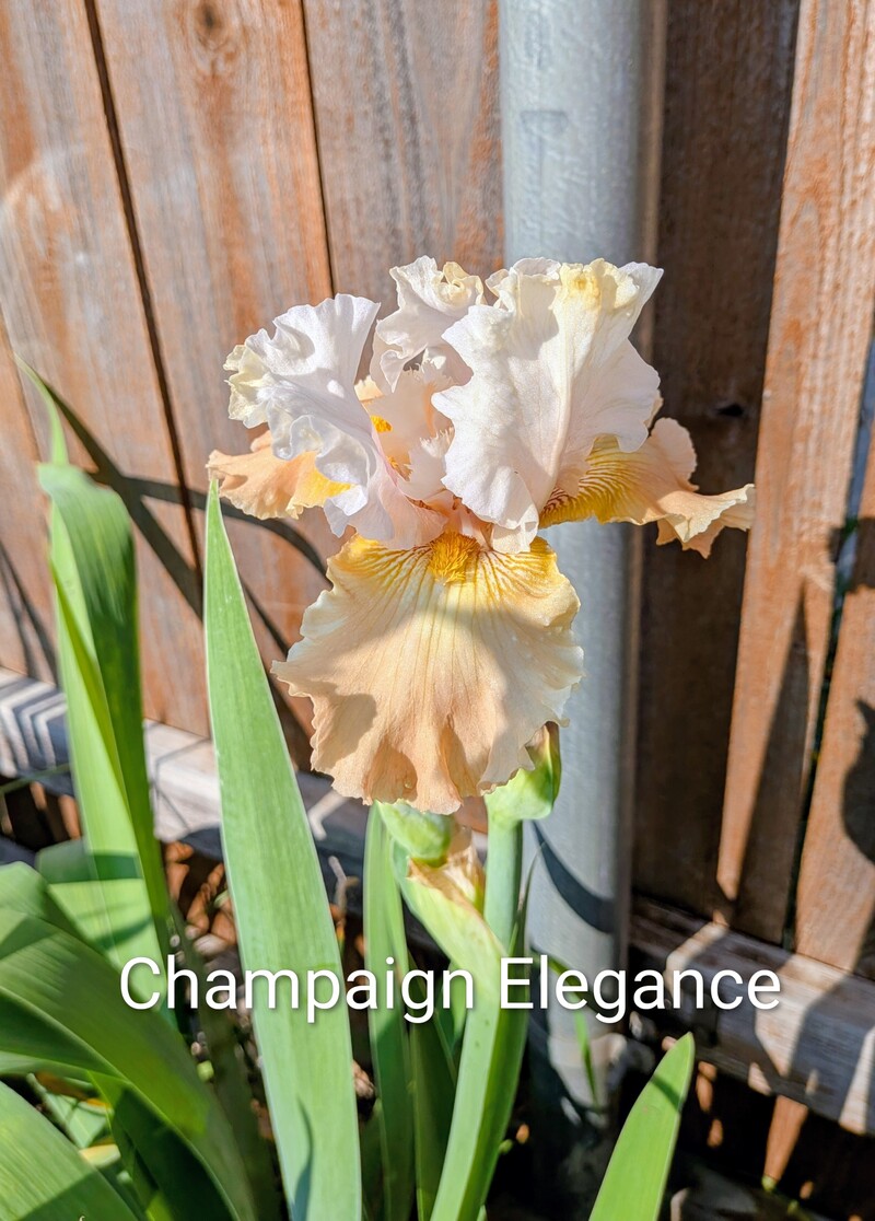 Champaign Elegance Iris