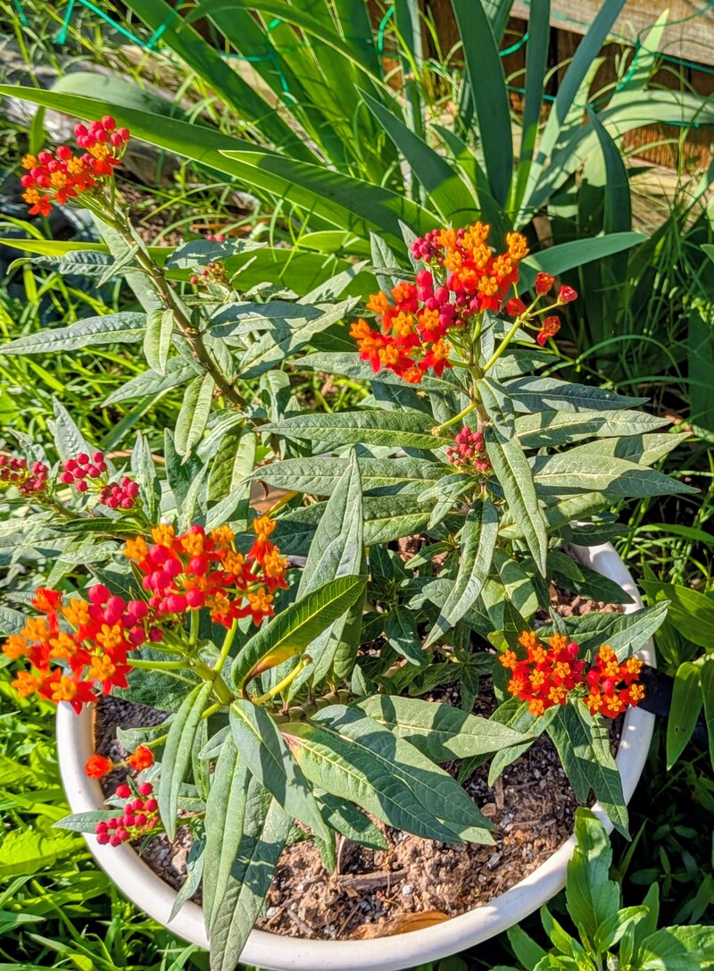 Milkweed