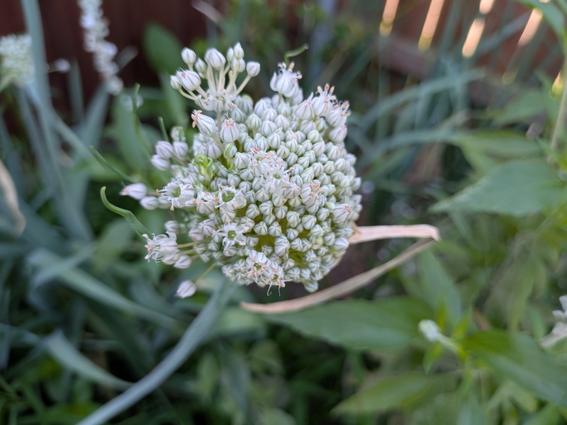 Allium