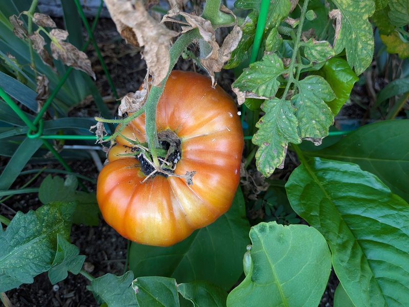 Tomato ripening