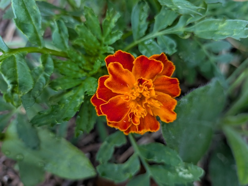 Marigold from seed from last year.