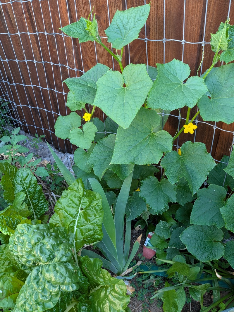Cucumbers