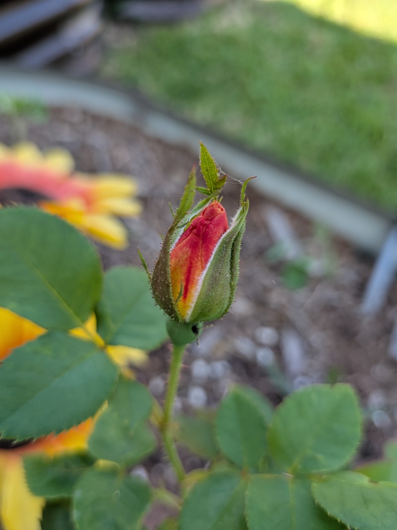 Joseph's coat rose bud.