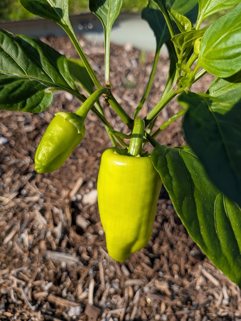 Peppers
