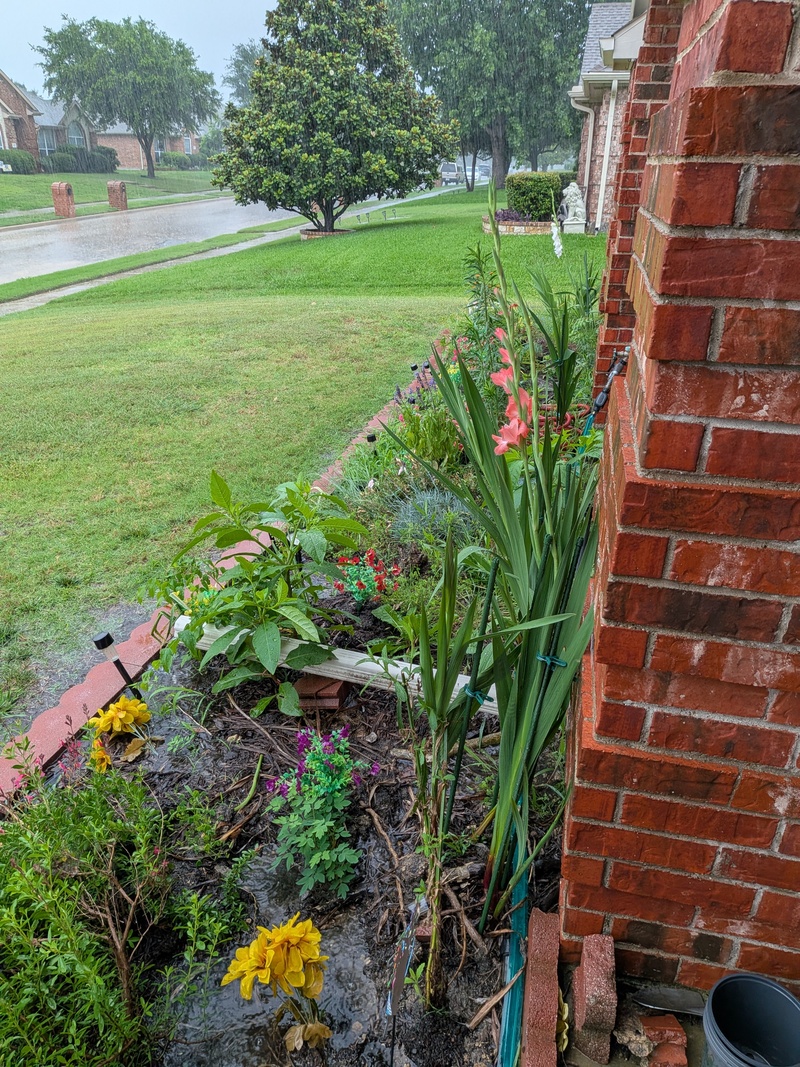 Gladiolas bloomed and it's raining.