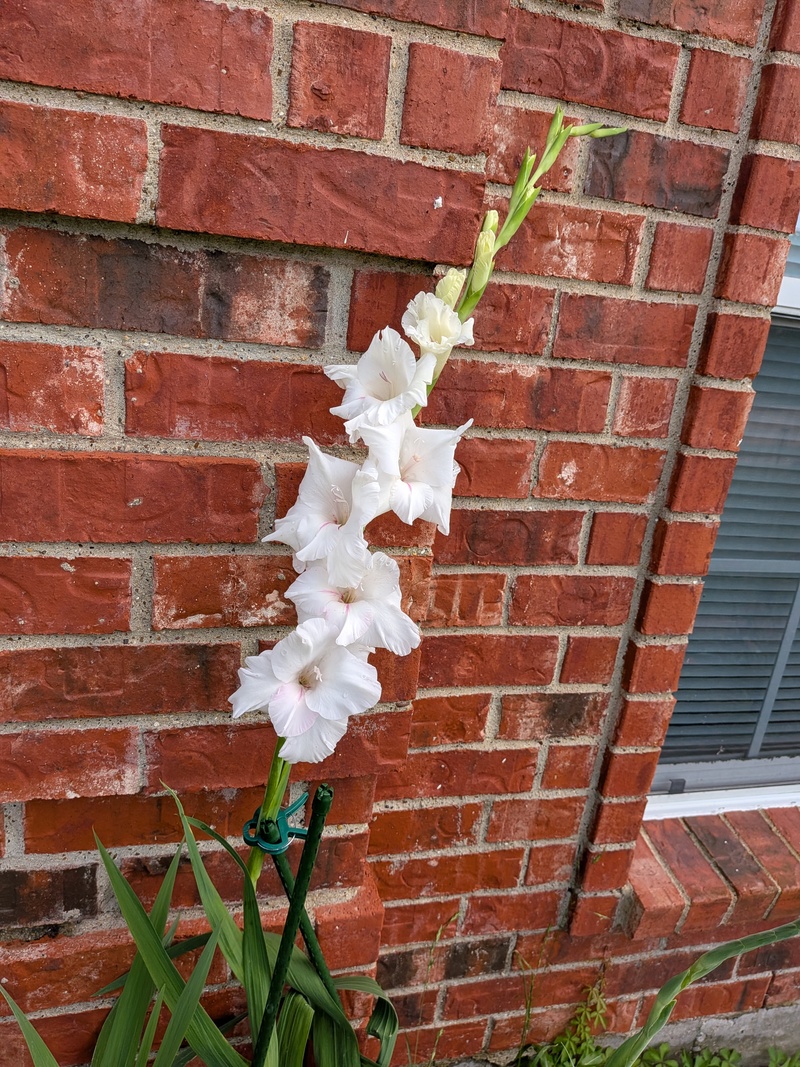 White gladiolas