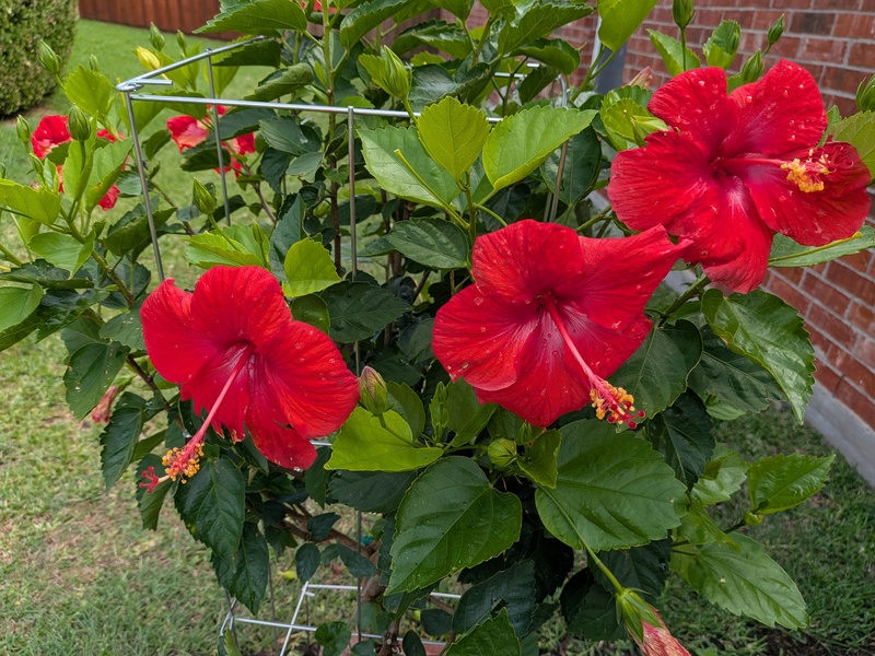 East Hibiscus tree.