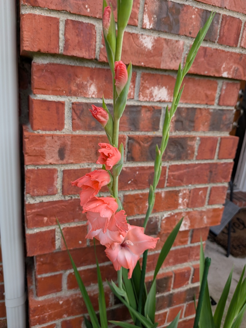 Salmon Gladiolas