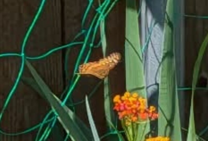 Monarch or Gulf Coast Frittery.