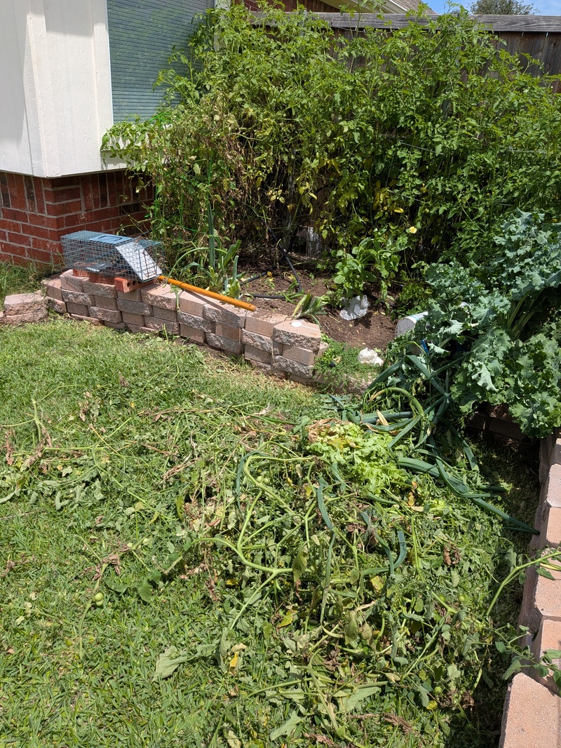 I trimmed the tomatoes plant it two. Then I got tired. So many branches.