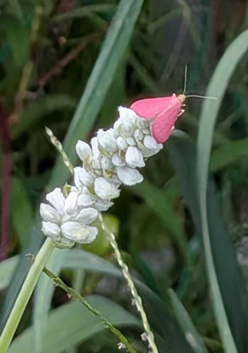 Pink moth