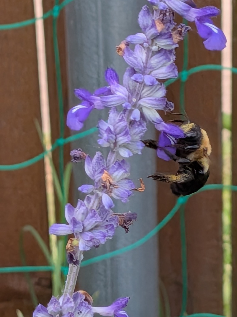 Bumble Bee