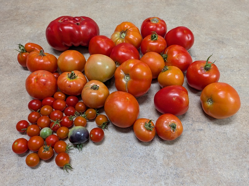 One days harvest. I ate the big beefsteak tomato by myself. I was too full afterwards. 🤣