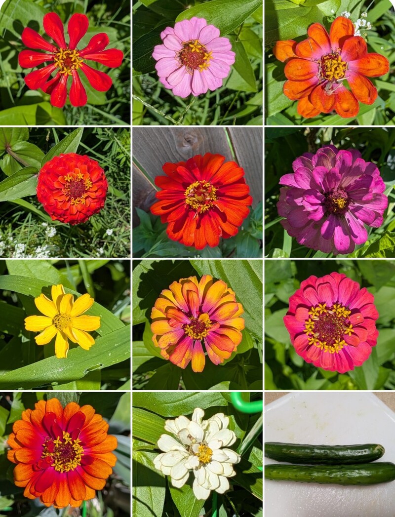 A friend posted her different colored zinnias that were in bloom. I didn't think I had eight. I was surprised to have more. 🤣