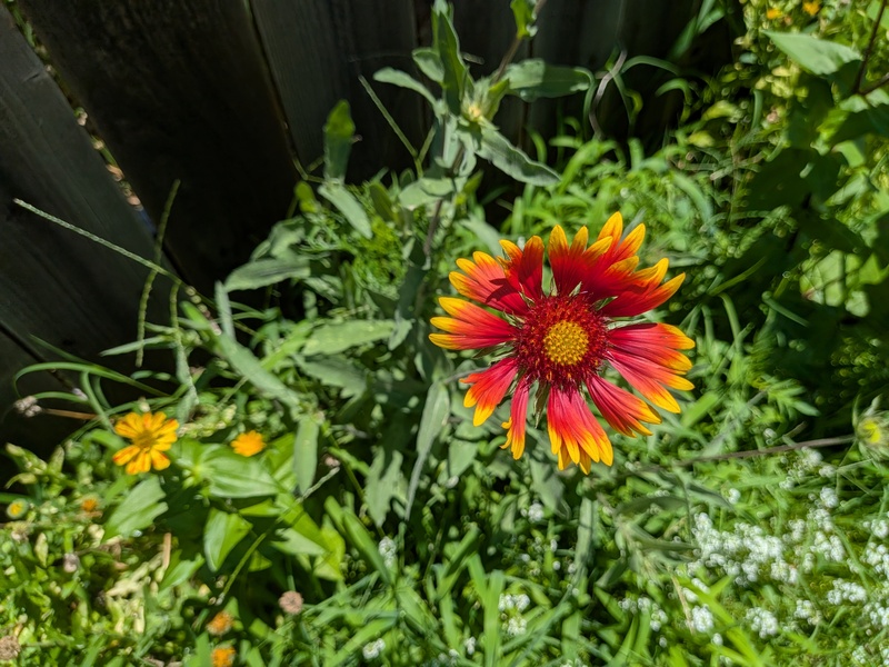 I have lots of Gaillardia.