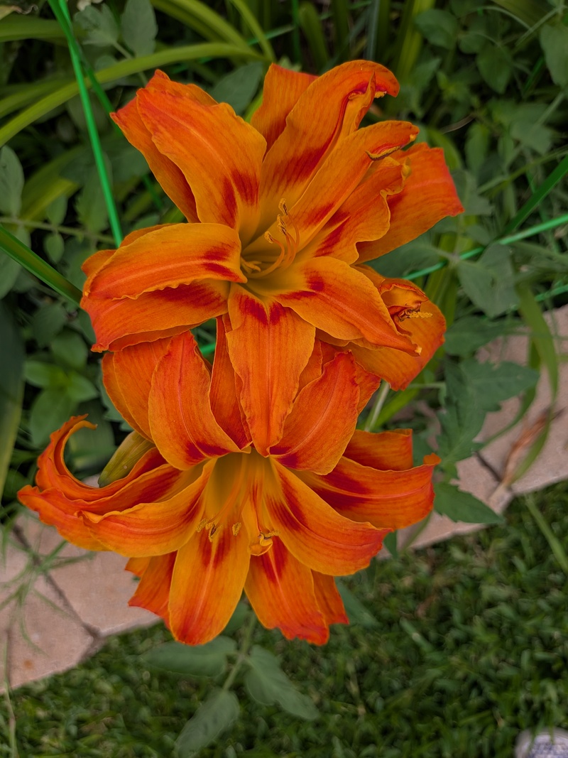 Daylily