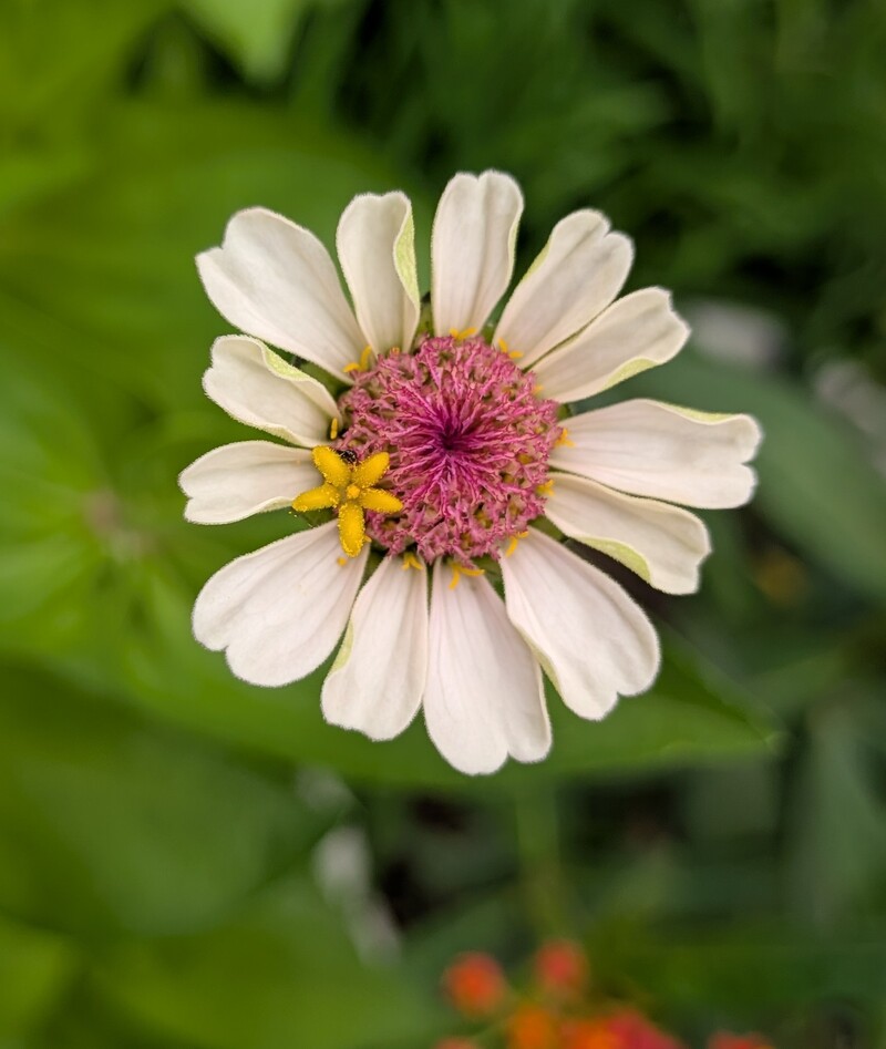 Zinnia with a flower in her hair. 🤣