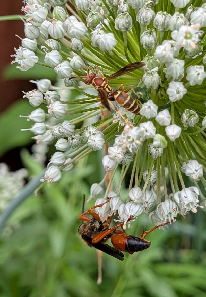 Two kinds of pollinator wasps.