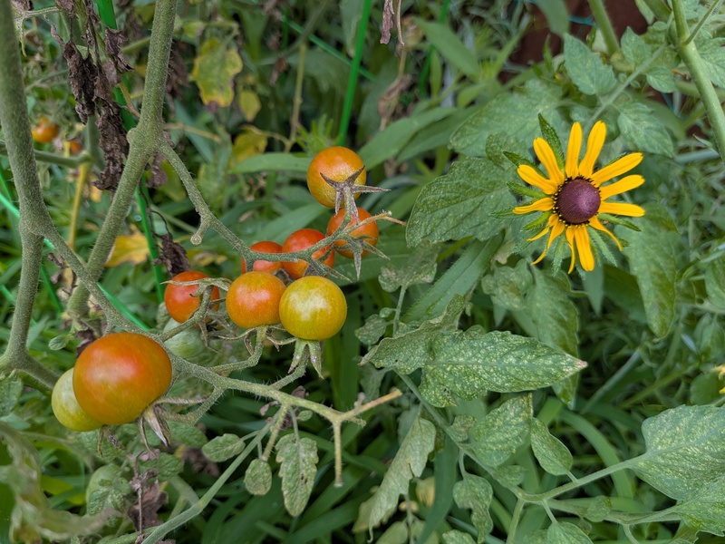 Cherry tomatoes and rudebeckia.