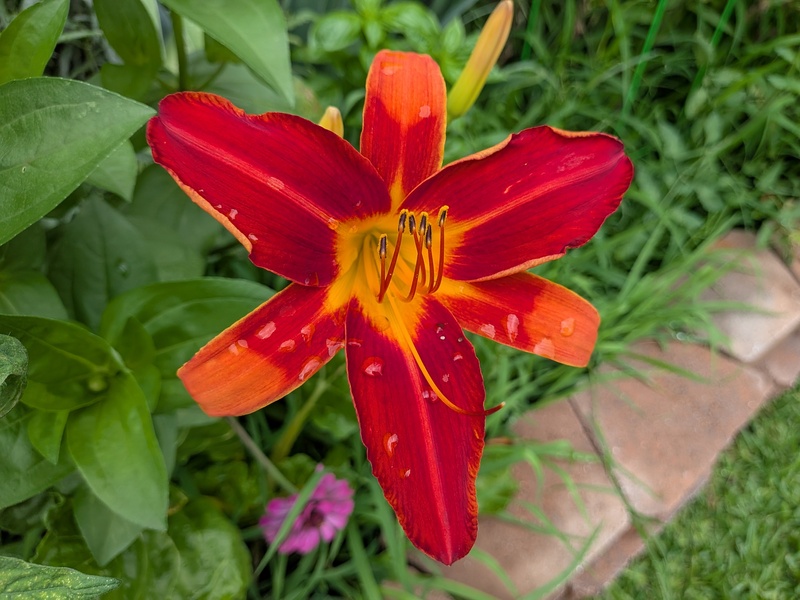 Daylily
