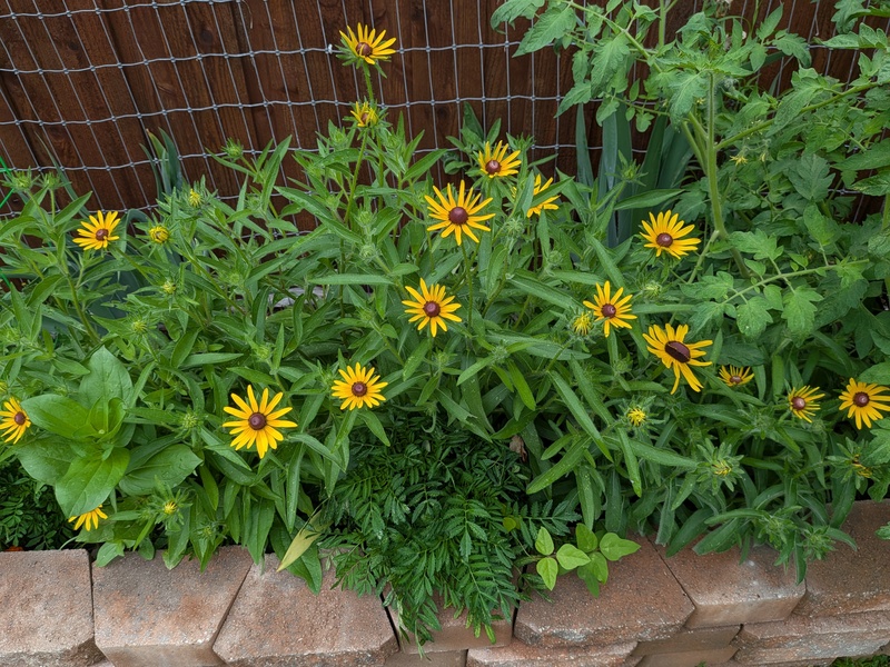 Rudbeckia
