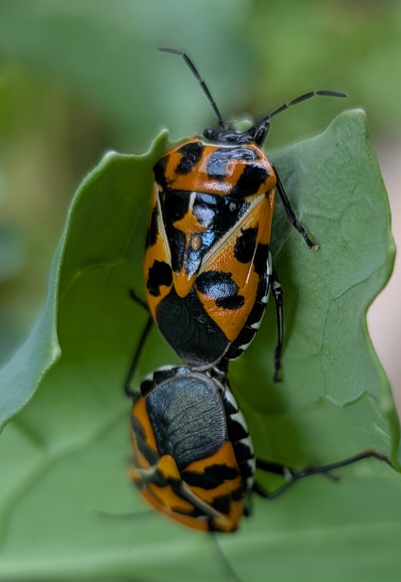 Stink bugs on kale.