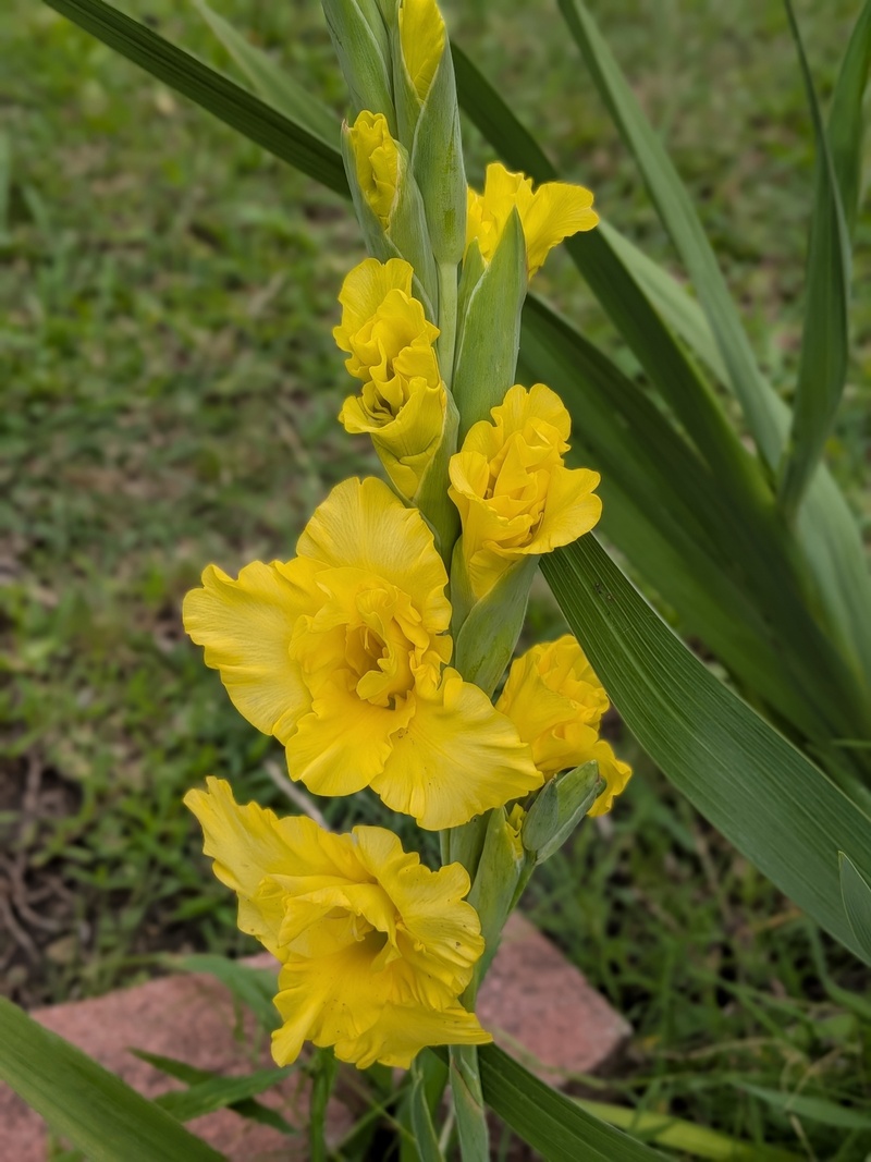 Gladiolas