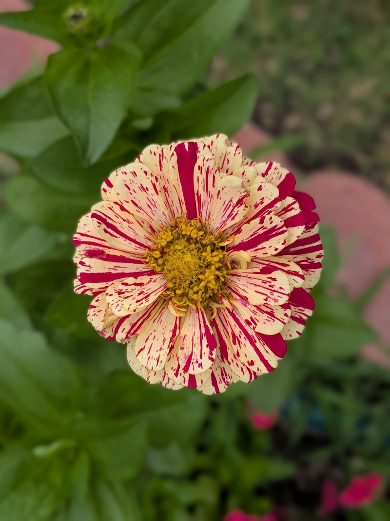 Zinnia