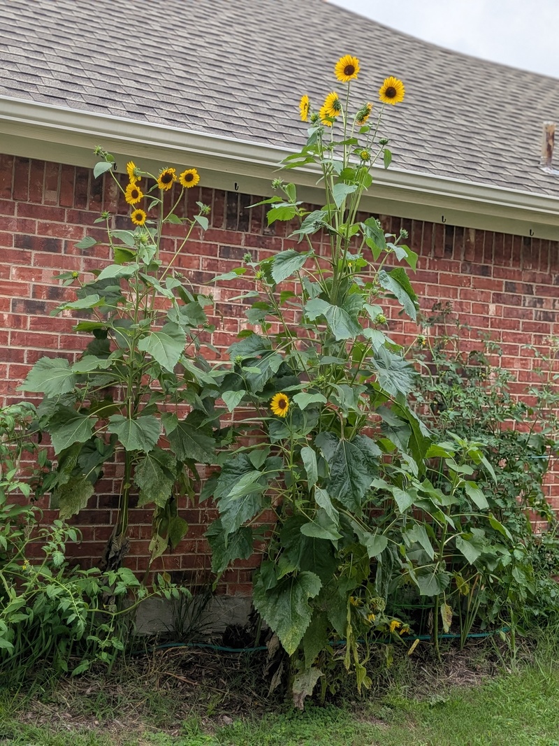 Sunflowers. I don't recall them being that tall last year