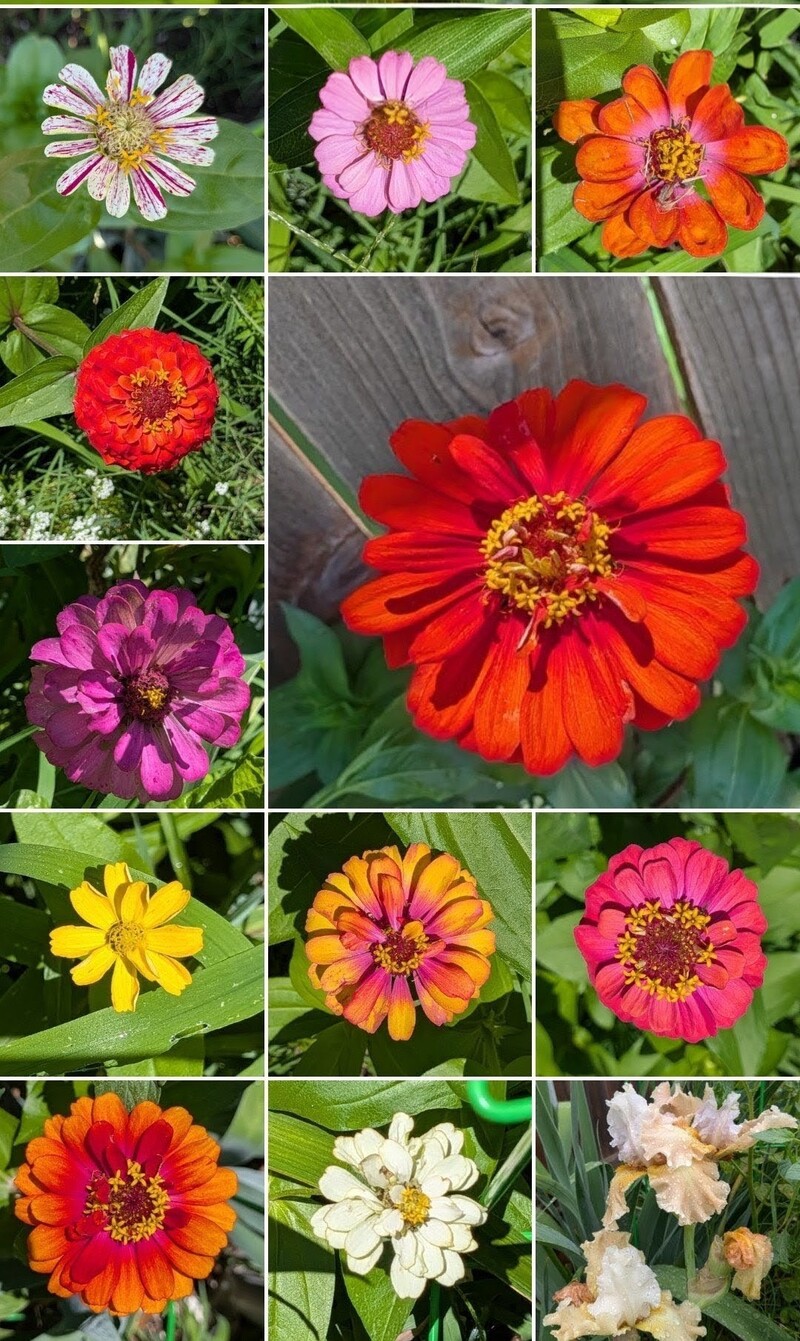 Some of the nanny zinnias in the yard.