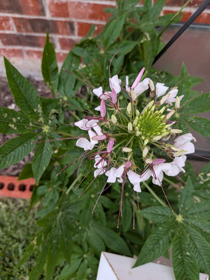 Cleome