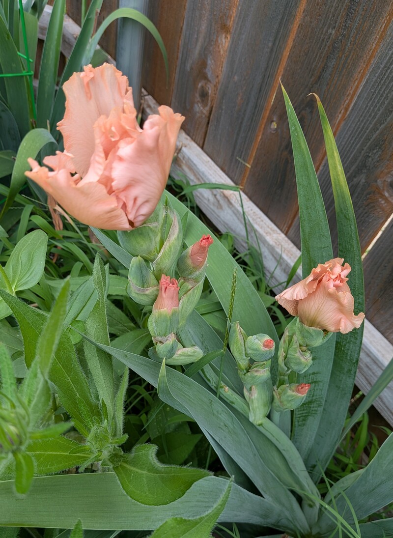 A whole bunch of Beverly Sills Iris getting ready to bloom again.