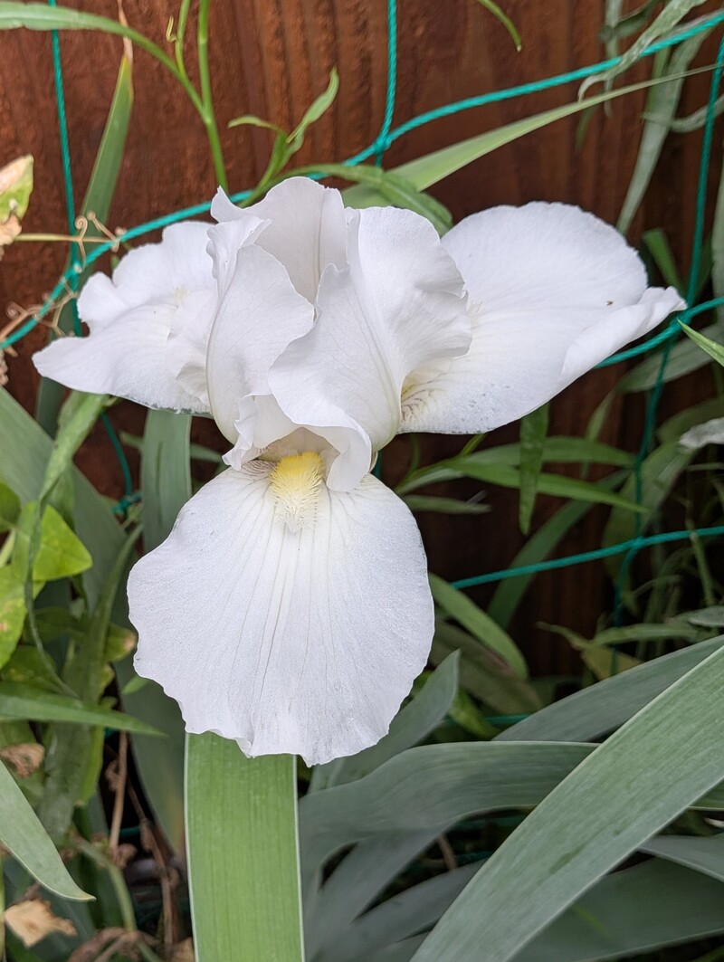 White Iris