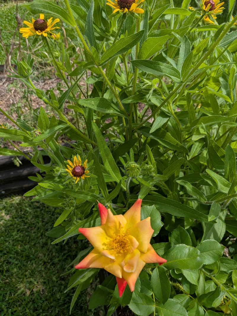 Joseph's coat climbing rose
