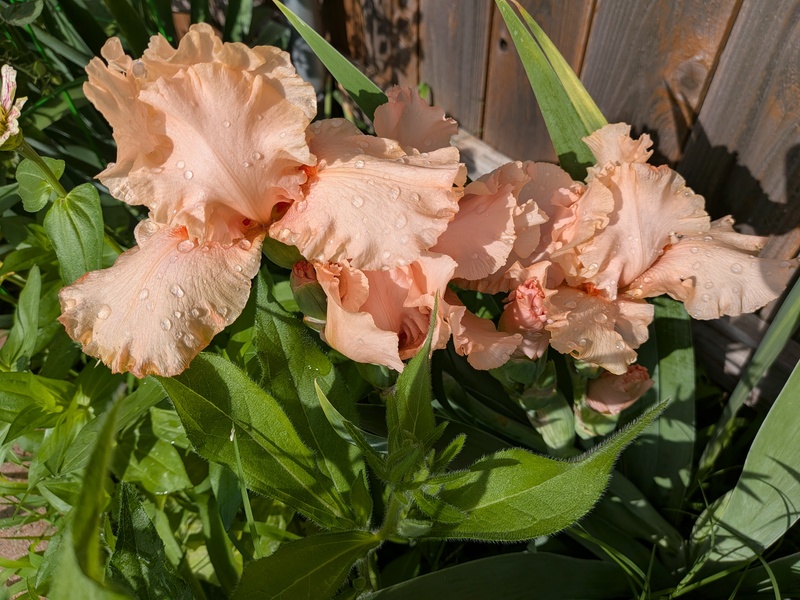 Beverly Sills rebloomer blooming for the second time.