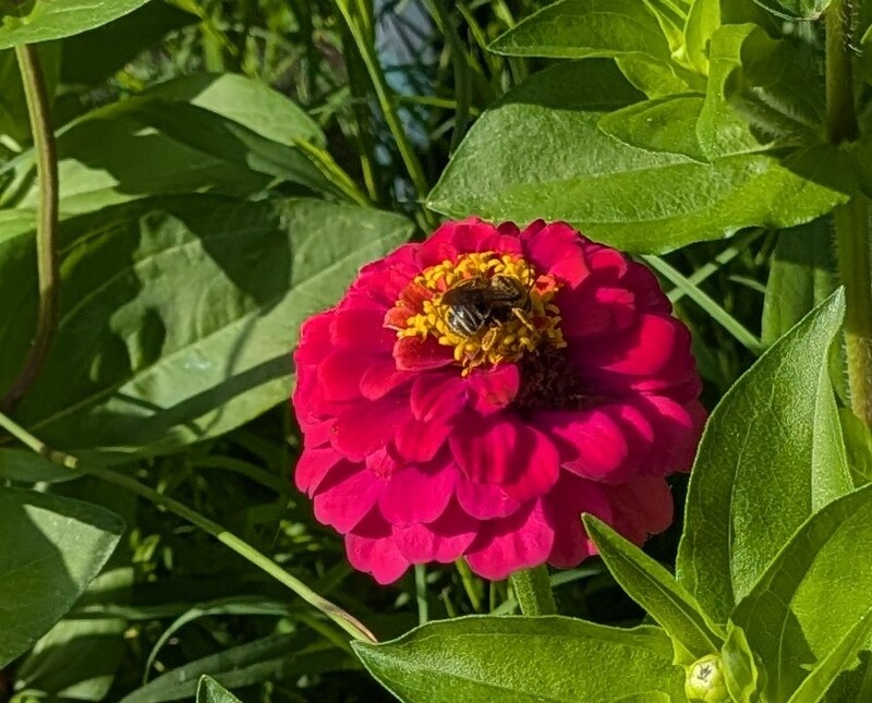 Zinnia and Bee