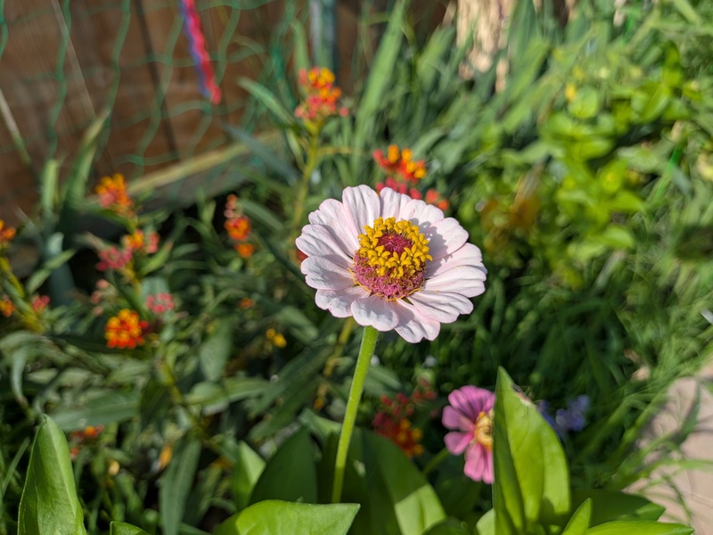 Zinnia and milkweed