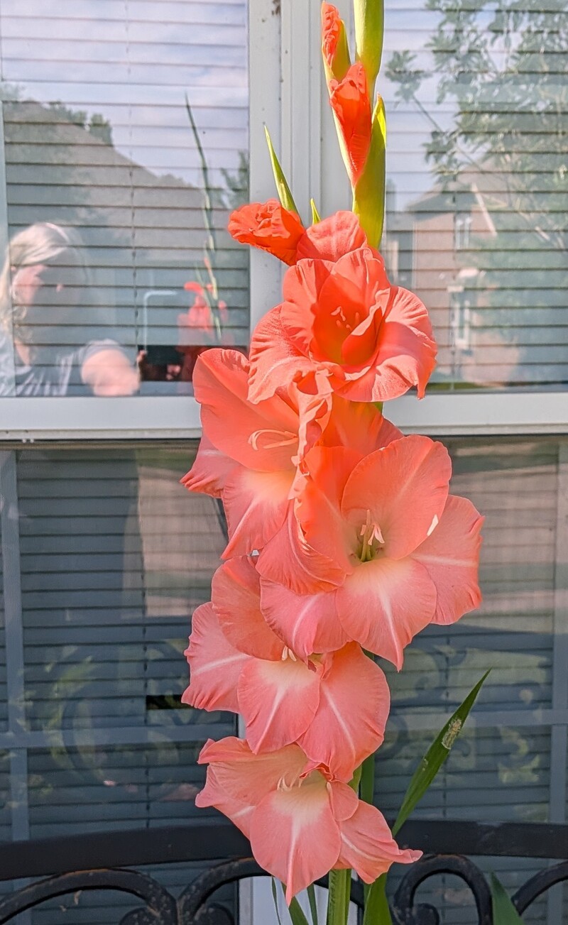 Gladiola